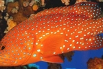 Lapu-Lapu Fish